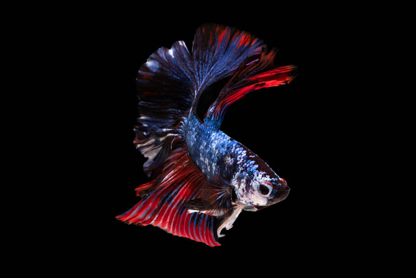 Πολύχρωμο φανταχτερό όμορφο σιαμαία καταπολέμηση ψάρια μακριά ουρά και πτερύγιο κολύμπι σε μαύρο φόντο. - Φωτογραφία, εικόνα