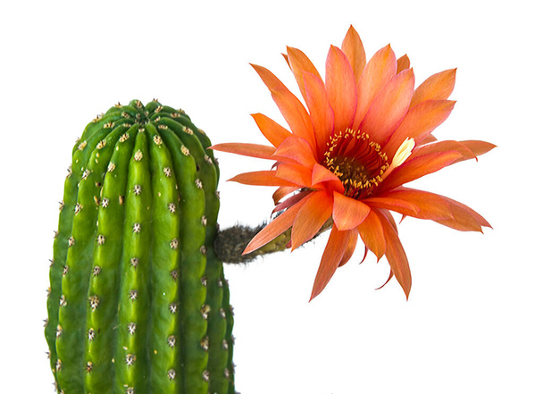 Kaktus z czerwonymi kwiatami na białym tle - Zdjęcie, obraz