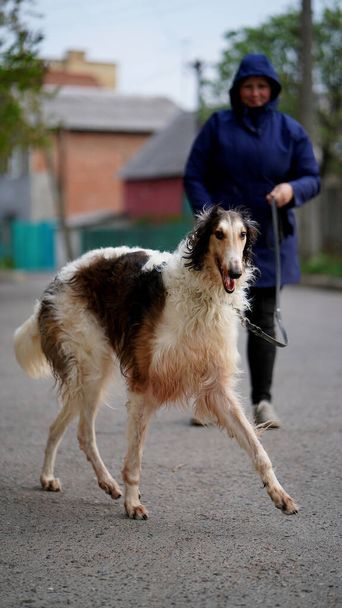 Portret rosyjskiej borzoi, pies gończy w białym kolorze z brązowymi plamami na placu zabaw. Pies spaceruje powoli i płynnie z kochanką - Zdjęcie, obraz