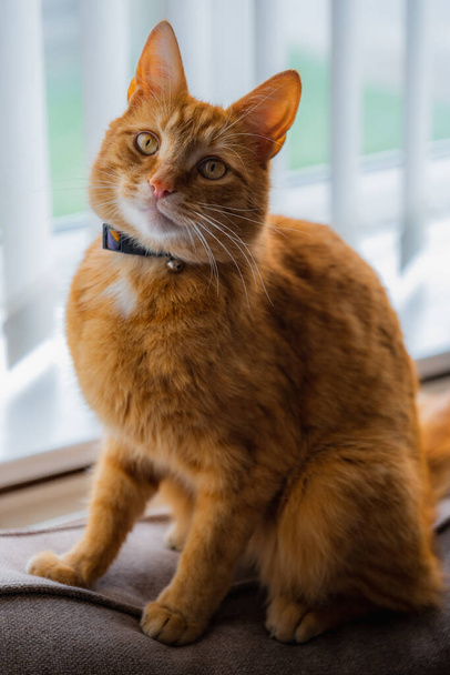 窓に向かってソファの後ろの家に座っていた愛らしい若い国内の生姜のタビー猫の肖像画 - 写真・画像