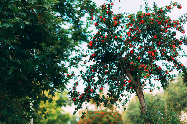 Tree with red flowers in the park. Beautiful tree with red flowers. Red color. Blossom. Garden - Фото, зображення