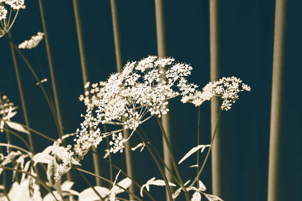 Planten en bladeren in selectieve focus verlicht door de zon op metalen hek achtergrond in wazig focus. Speciale vintage effect foto. - Foto, afbeelding