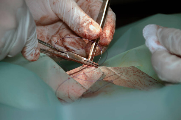 Bir veteriner cerrah, kıskaç, makas ve dikiş malzemesi kullanarak dişi bir köpeğe sterilizasyon ameliyatı yapıyor. - Fotoğraf, Görsel