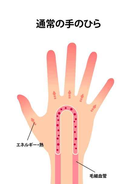 Ilustração normal da circulação sanguínea da mão
 - Vetor, Imagem
