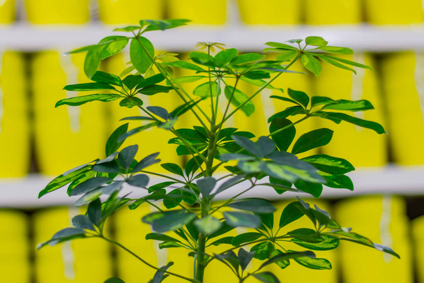 Schefflera Indoor plant close-up on a bright yellow background. Modern indoor plants. Blurred image without focus, for illustration shefflers. - Photo, Image