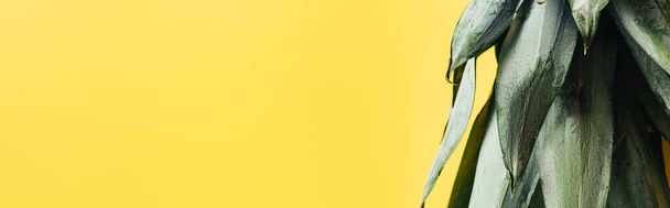 green pineapple leaves isolated on yellow background, panoramic shot - 写真・画像