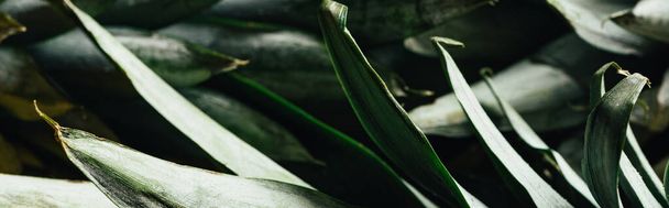 close up view of green pineapple leaves, panoramic shot - Foto, Imagen