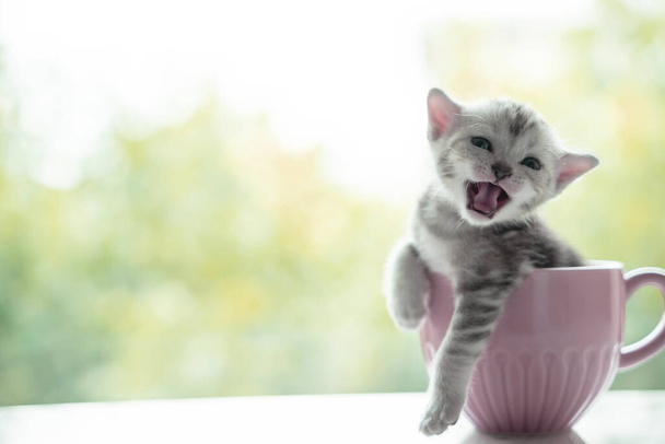 15-dniowy kotek w różowej filiżance kawy. tapety koncepcyjne, wygaszacze ekranu, tło - Zdjęcie, obraz