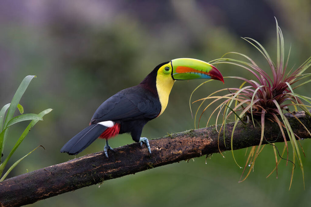 Colorful Keel billed toucan, wildlife of Costa Rica - Photo, Image