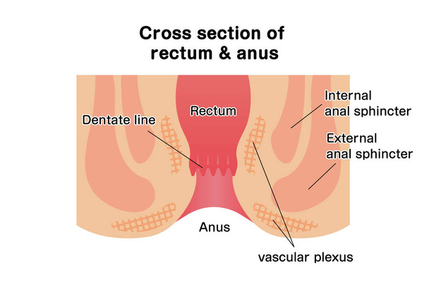 Cross section of rectum and anus / vector illustration - Διάνυσμα, εικόνα