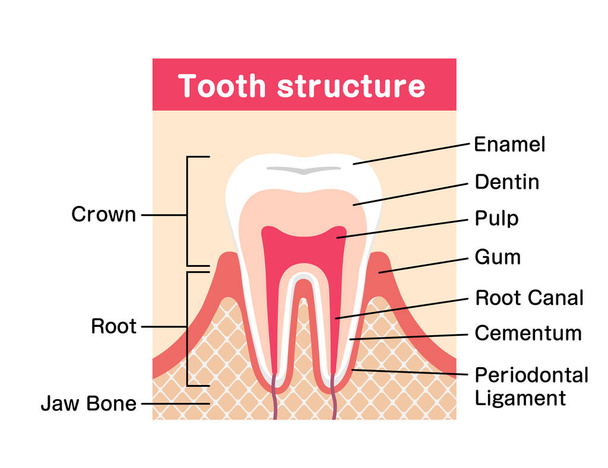 Anatomia dos dentes ilustração vetorial plana
 - Vetor, Imagem