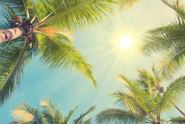 Slunce mezi zelenými palmami. Cestovní pozadí. - Fotografie, Obrázek