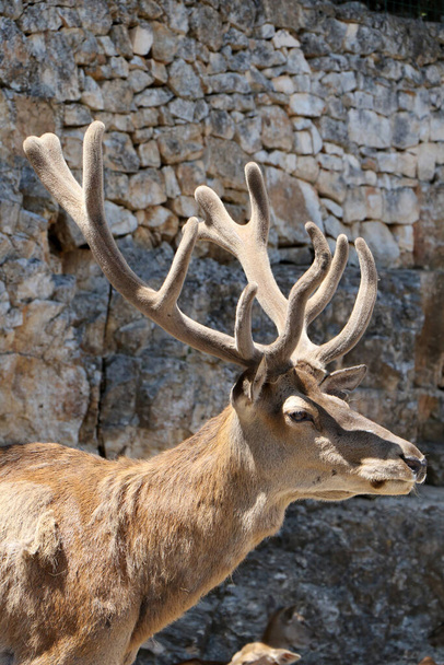 Profile of a male red deer - Photo, Image