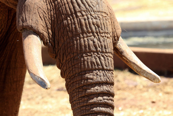 Close-up van ivoren slagtanden en slurf van een olifant - Foto, afbeelding