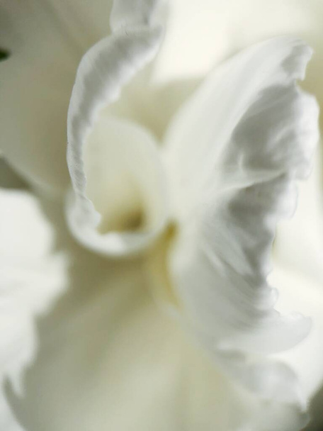 Belle tulipe blanche dans le jardin d'été
 - Photo, image