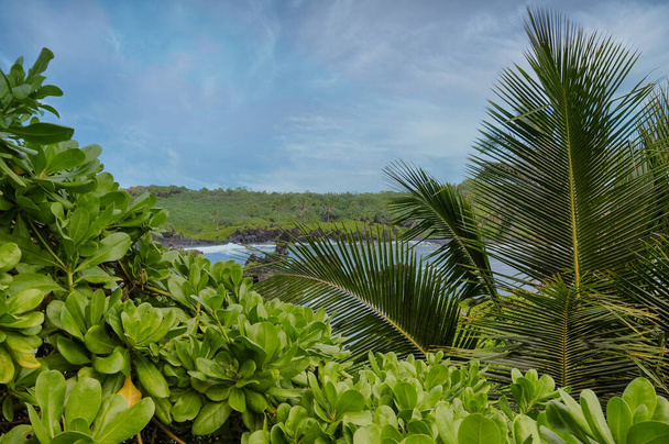 Malowniczy widok na ocean z pierwszym planie tropikalnych drzew i krzewów - Zdjęcie, obraz