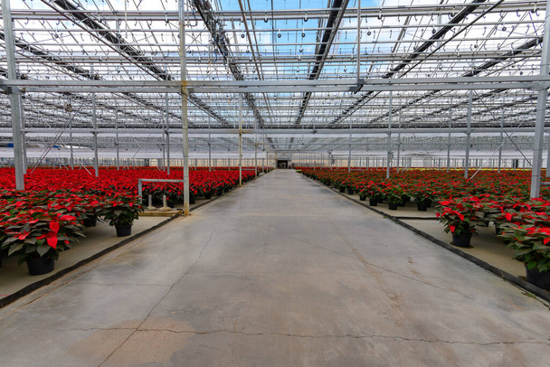 Μεγάλο διάδρομο μέσα από το θερμοκήπιο των διακοπών κόκκινο poinsettia γλάστρες φυτά. Οριζόντιος χώρος - Φωτογραφία, εικόνα