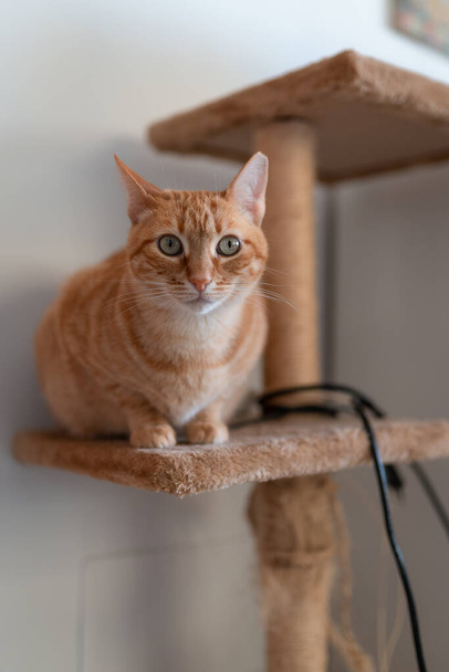 vertikales Foto. Tabby-Katze sitzt auf einem kratzenden Spielzeug, schaut in die Kamera - Foto, Bild