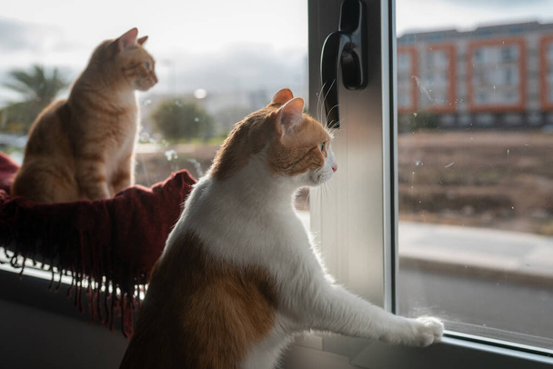 Arkadaki beyaz, kahverengi kedi ve tekir kedi, pencereden dışarıdakine bakın. - Fotoğraf, Görsel