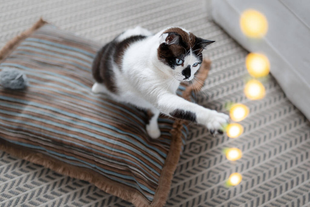 blauäugige schwarze und weiße Katze auf einem Kissen, versuchen Sie, eine Reihe von LED-Lampen oben zu fangen - Foto, Bild