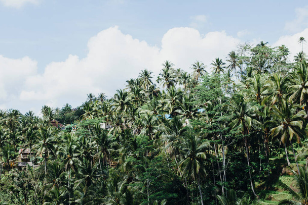 Field of palm trees near rice terraces against a blue sky and white clouds. Wooden houses are visible somewhere. Tropical nature in the summer. - Photo, Image