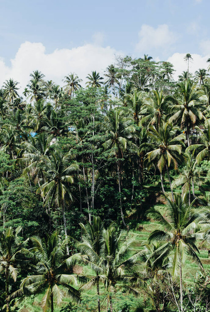 Vertical photo of tropical coconut trees against a blue sky. Rice terraces in the background, wildlife in Asia. - 写真・画像