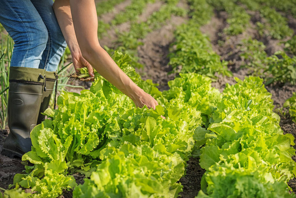 Girl farmer harvesting lettuce leaves on the field. Organic vegan farm products. - Zdjęcie, obraz