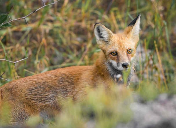 Een portret van een vrouwelijke rode vos mooie gele ogen ballen en gouden vacht - Foto, afbeelding