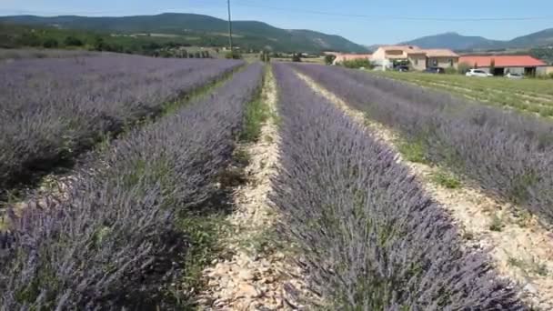 Лавандовое поле в Провансе, юг Франции - Кадры, видео