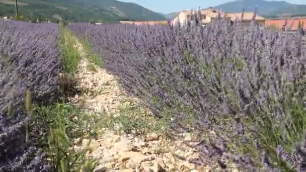 Лавандовое поле в Провансе, юг Франции - Кадры, видео