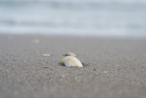 A kagyló a homokon van. - Fotó, kép
