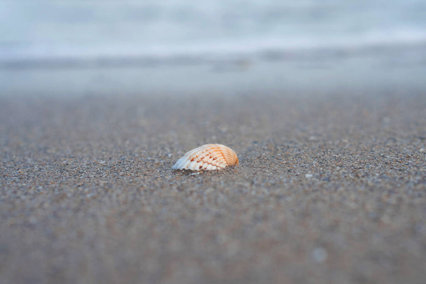 The shell lies on the sand - Foto, imagen