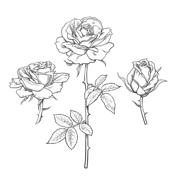 Rose flower set. Hand drawn realistic open rosebuds. Vector illustration. - Вектор,изображение