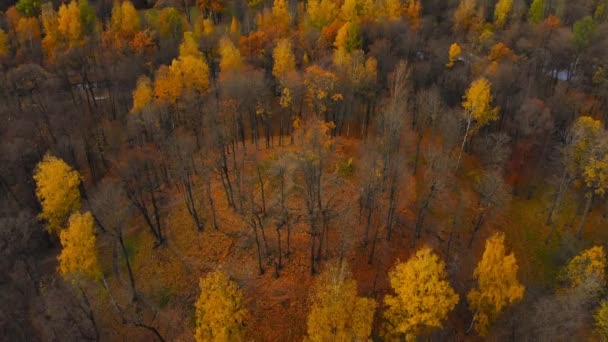 Dron przelatujący nad Niesamowicie pięknym złotym lasem w złotych czasach - Materiał filmowy, wideo