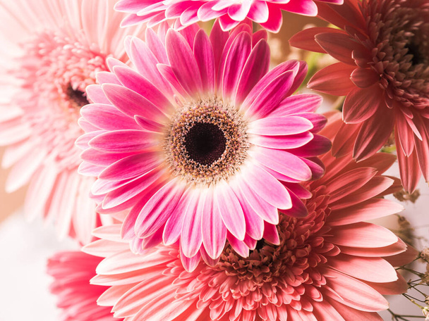 Rózsaszín gerbera százszorszép virágok csokor - Fotó, kép