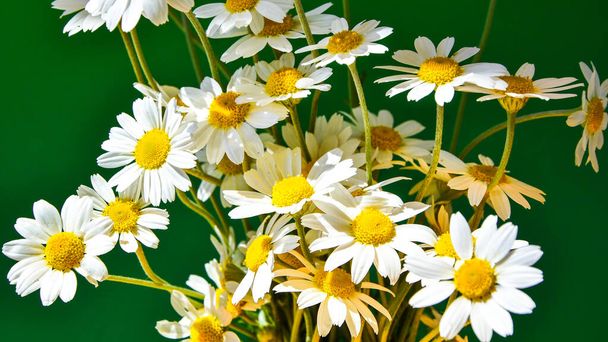 Ogrodnictwo. Do domu. Kwiat Daisy, rumianek. Matricaria Wieloletnia roślina kwitnąca z rodziny astrowatych. Piękne, delikatne kwiatostany. Białe kwiaty - Zdjęcie, obraz