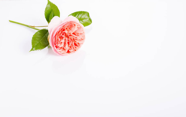 Kaunis Englanti ruusu kukka valkoisella taustalla - Valokuva, kuva