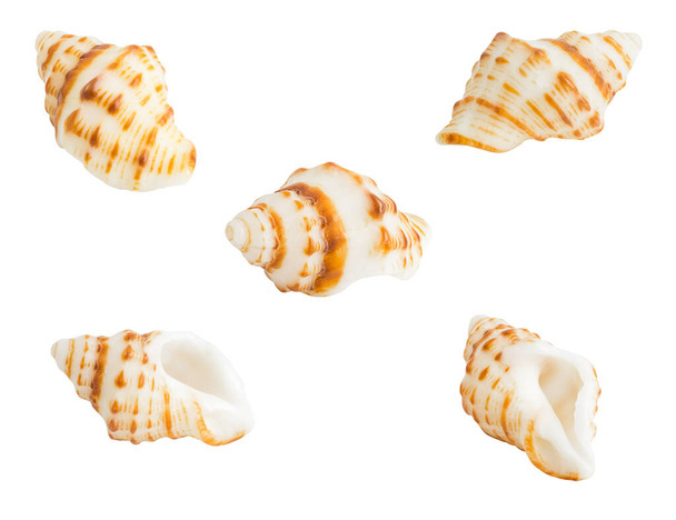 Conch shell isolated on white background - Photo, Image
