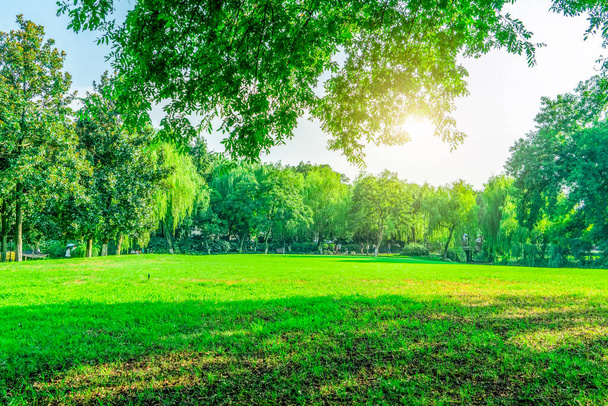 Grass and green woods in the park - Photo, Image