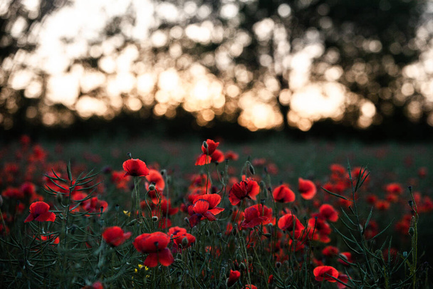 Mooi veld van rode klaprozen in het zonsondergang licht. sluiten van rode papaver bloemen in een veld. Rode bloemen achtergrond. Prachtige natuur. Landschap. Romantische rode bloemen. - Foto, afbeelding