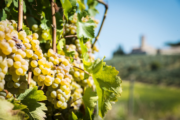 Viinirypäleet Toscanassa
 - Valokuva, kuva