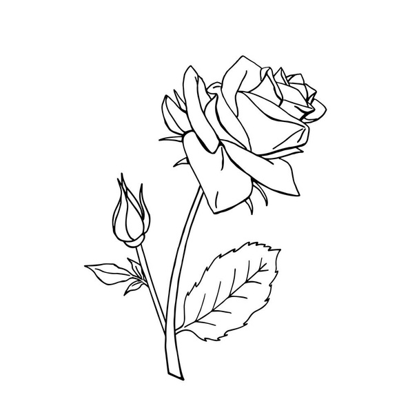 Hand drawn black and white rose flower. Floral design element. Isolated on white background. Vector illustration. - Vector, Image
