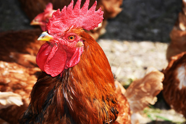 Red rooster with captured hens closeup. The head of a rooster with a beautiful comb. - Photo, Image