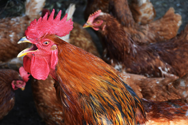 Roter Hahn mit Hühnern in Großaufnahme. Der Hahn krönt, enthüllt seinen Schnabel. - Foto, Bild