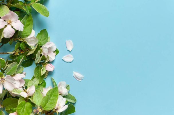 Beautiful blooming spring twigs on blue background flat lay top view copy space. Springtime concept, flowers composition, bloom delicate white flowers with green leaves. Spring nature background. - Foto, immagini
