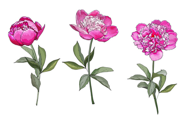 Sarja kolme vaaleanpunaista pioni kukkia varsi vihreät lehdet. Käsin piirretty Eristetty valkoisella taustalla. Vesiväri tyyli. Vektorikannan kuva. - Vektori, kuva