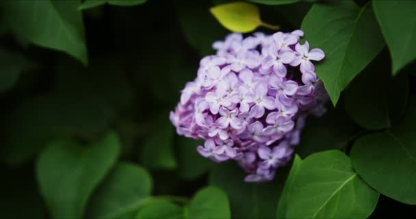 Virágzó lila orgona - Felvétel, videó