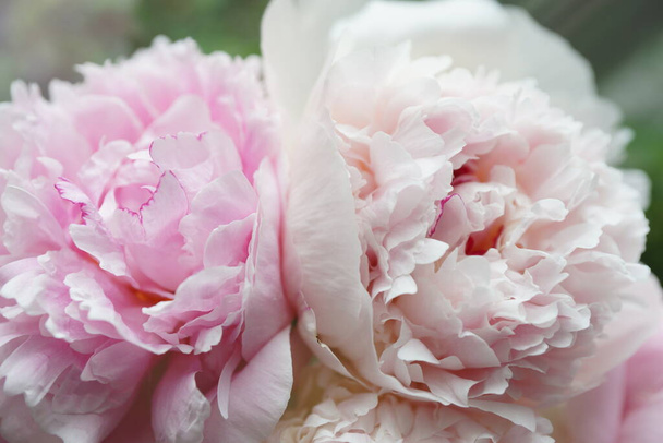 Fluffy pink and white peonies close-up. - Photo, Image