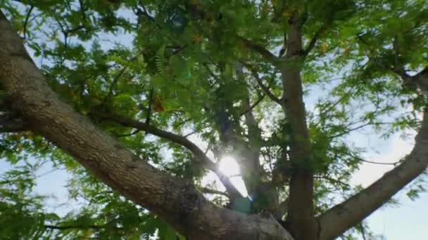 Natura światło słoneczne świecące przez drzewo - Materiał filmowy, wideo