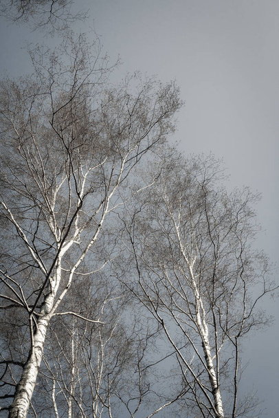 Λευκές φυλλώδεις σημύδες σε λαμπερή ηλιοφάνεια, φθινόπωρο, χειμώνα ή νωρίς την άνοιξη, λευκό φλοιό, μπλε ουρανό με δεντρόφυτο - Φωτογραφία, εικόνα